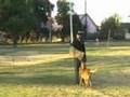 Sit Means Sit Dog Training in Los Angeles
