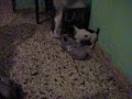 Lelo Bartolome comiendo zapato ;)