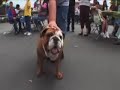 Brandon on  American   Pit   Bull