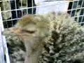 Ostrich at the Mall Ostrich at the Mall