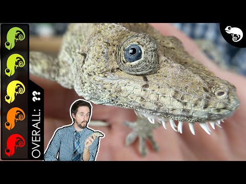 YouTube reptile video