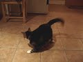 This Fat Blob Is Actually My Cat Chasing Her Tail This Fat Blob Is Actually My Cat Chasing Her Tail