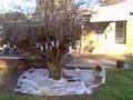 codinha back yard