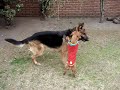perrito atrevido