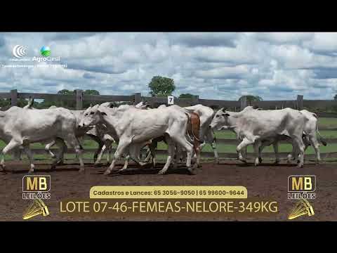 526� LEIL�O VIRTUAL MB LEIL�ES