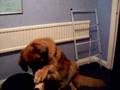 Why you should not let dogs lick your face