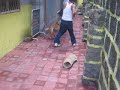 Protection Dog Training (almost got bitten at 00:13)