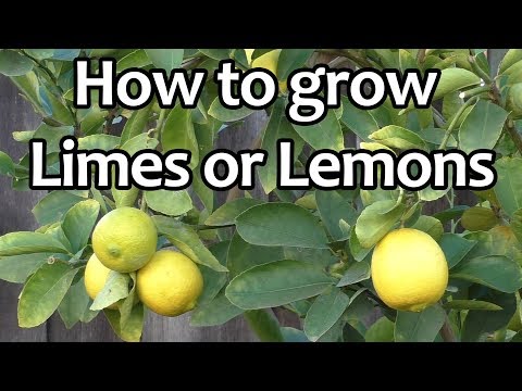 how to grow limes