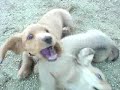 rocky e bob no koem