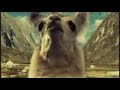 TRAILER CHICLETS LLAMA