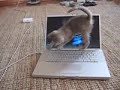 GATTINO TECNOLOGICAMENTE AVANZATO GATTINO TECNOLOGICAMENTE AVANZATO