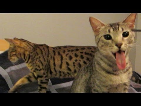 FUNNY LONG CAT TONGUE