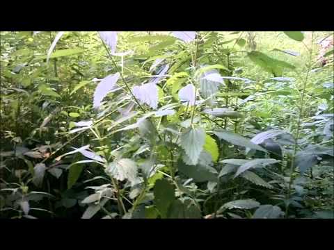 how to harvest stinging nettle