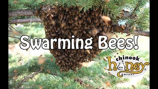 Swarming Bees! (2017)