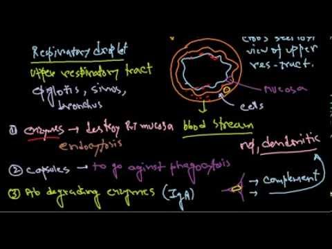 how to treat haemophilus influenzae type b