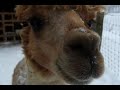 Click here to watch this video アルパカ至近距離で餌付けちょー可愛い(^^) | 最北端旅 #84