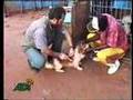 Akef Egyptian Circus Rescue