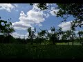 Timelapse meadow with cherry trees and clouds