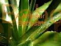 aloe vera barbadensis miller-babosa-sa�de- bem-estar