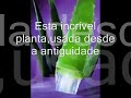 ALOE VERA -BABOSA-FOREVER LIVING