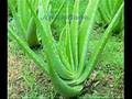 ALOE VERA -BABOSA-FOREVER LIVING