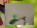 Meu Insecto