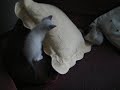 Gatets en adopci�