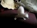 Gatets-en-adopci