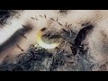 YogTrailers - From Dust E3 Trailer 2011