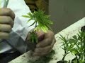 Cloning Marijuana - part 1 Cloning Marijuana - part 1