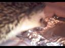 Huffy the hedgehog