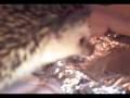 videos de Huffy the hedgehog