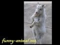 Cute goat willing to fight 