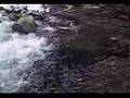 ナナホシテントウ動画11