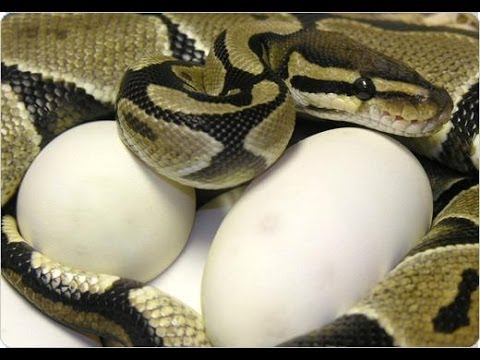 YouTube reptile video