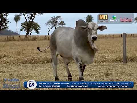 2 DE OLHO NA FAZENDA NELORE BIRIGUI