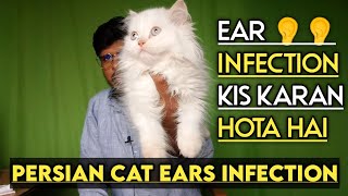 persian cat ear infection | ear infection kaise hota hai cat ko | ig pets