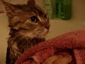 Bath time for cats