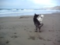 Rainier & Apollo at the Beach Nov. 2008 003.AVI