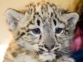 Zoo Medicine Behind the Scenes: Snow Leopard Cubs