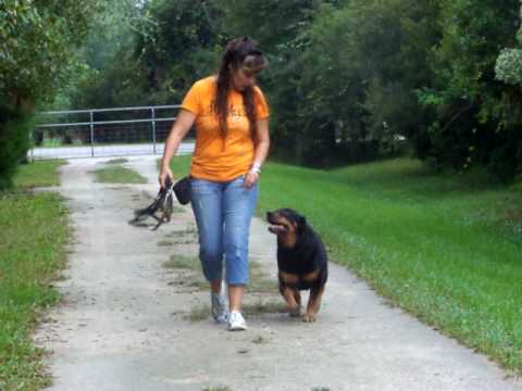 rottweiller