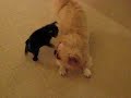 Pug Puppy and Pekingese Playing