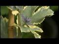 Great Gardens - Friends of Manito Plant Sale