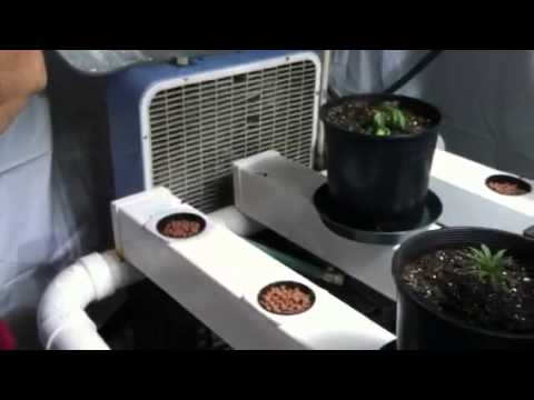 how to grow nft