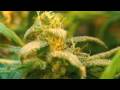 videos de Resinous Bliss