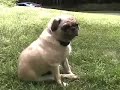 Pink Floyd Dog Music Video