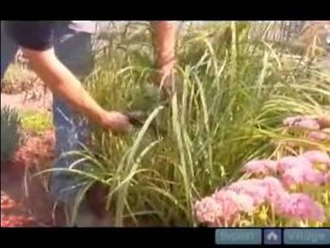 how to transplant ornamental grass