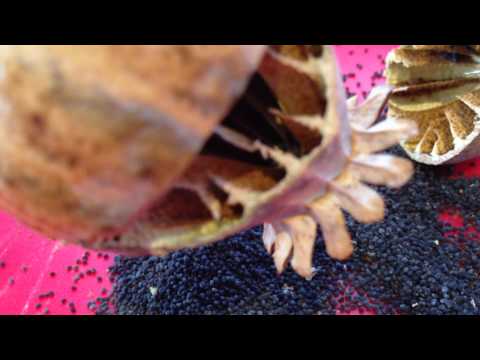 how to harvest opium poppy seeds