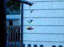 Hummingbirds