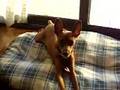 Miniature Pinscher video